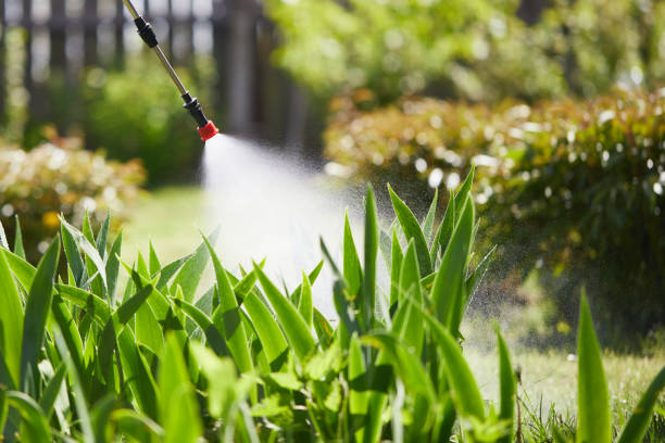 24/7 Emergency Termite Control experts in Maine, WI