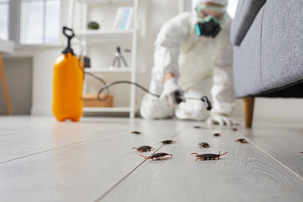 Trusted Cockroach Control service in Maine, WI - Nex Pest Control